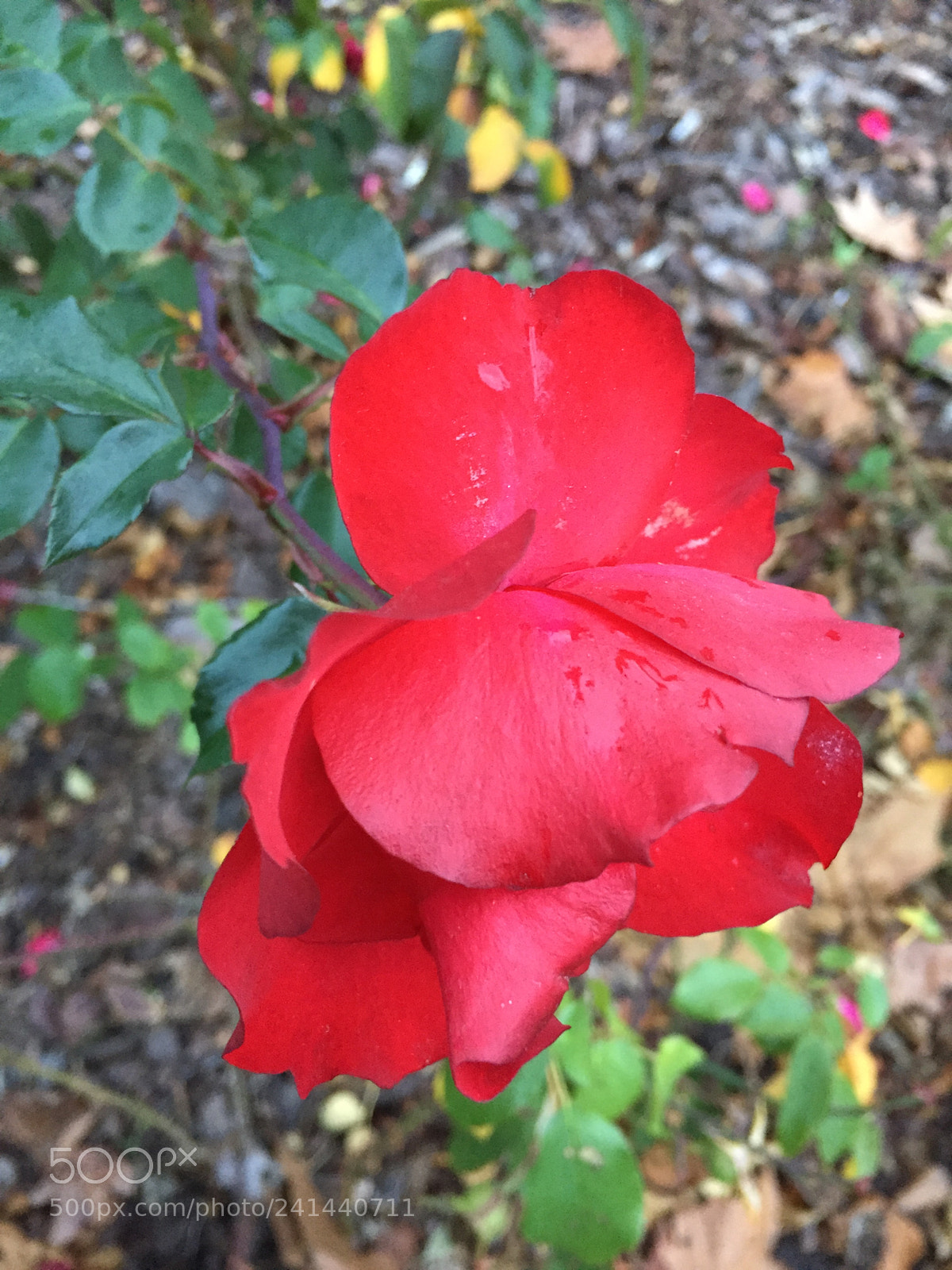 Apple iPhone 6 sample photo. Untitled photography