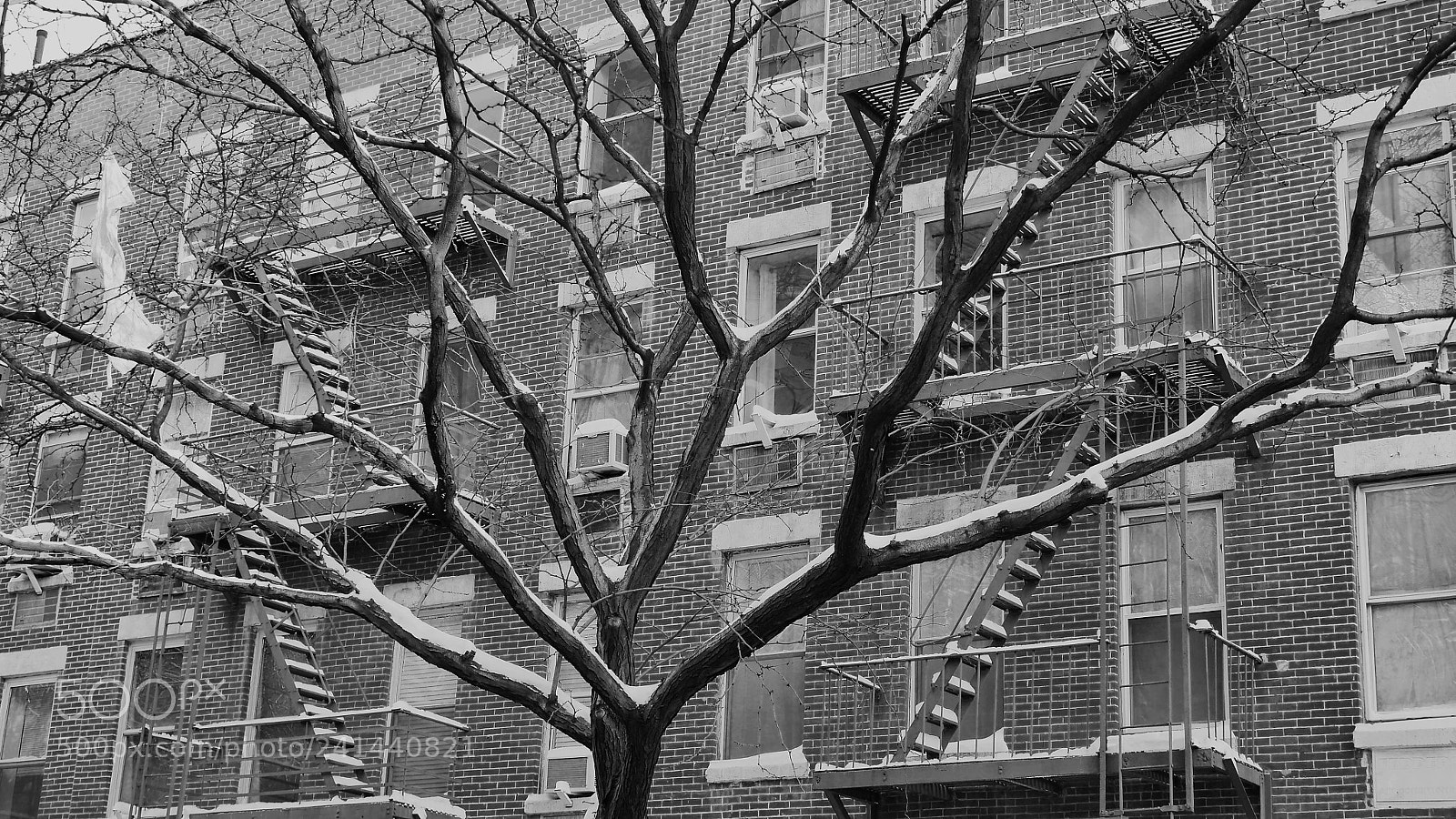Panasonic Lumix DMC-GH3 sample photo. Tree photography