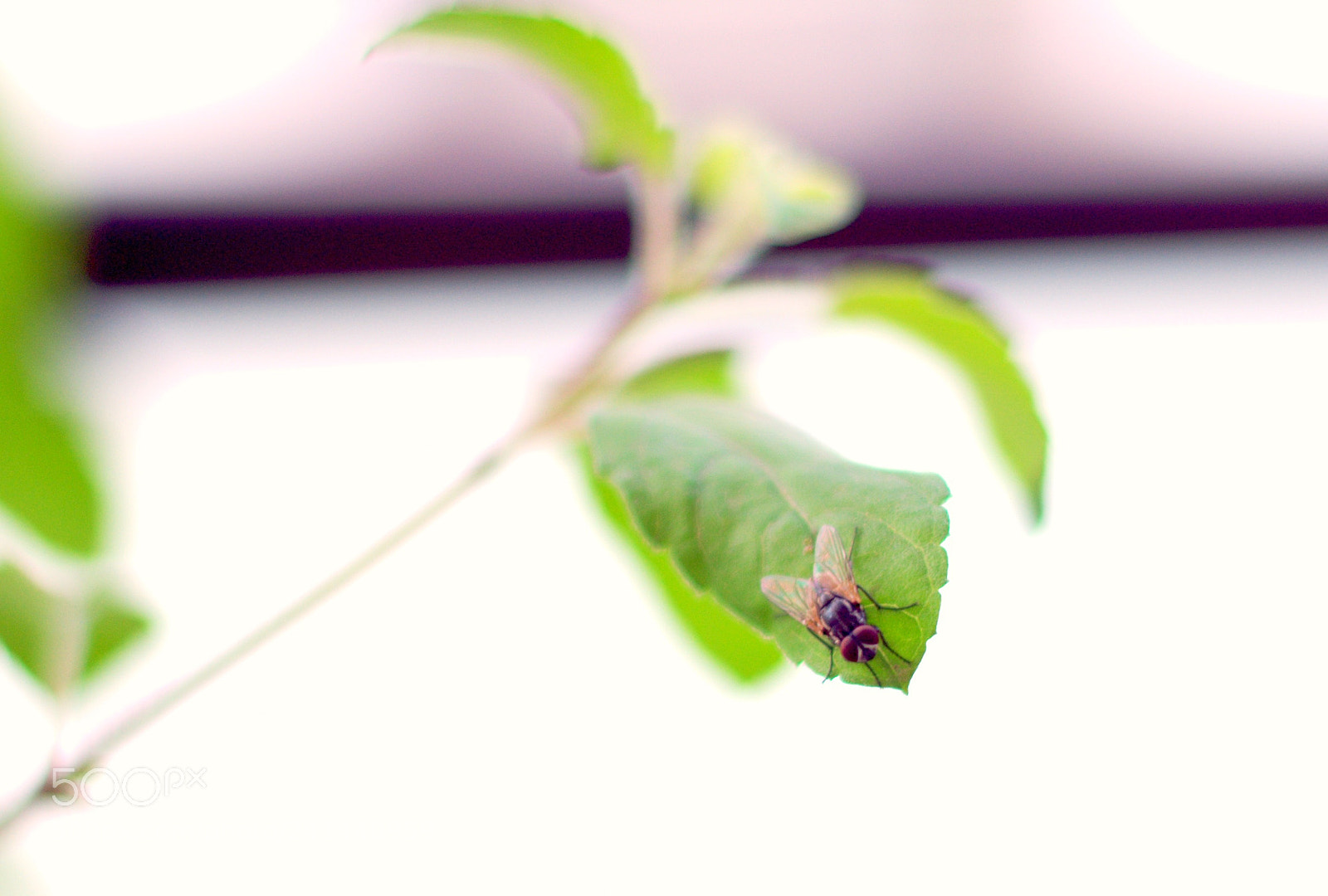 Nikon D500 sample photo. Ready to flyyy photography