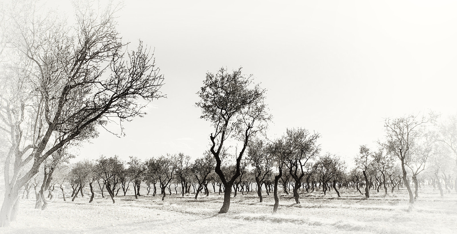 Nikon D7200 sample photo. Trees photography