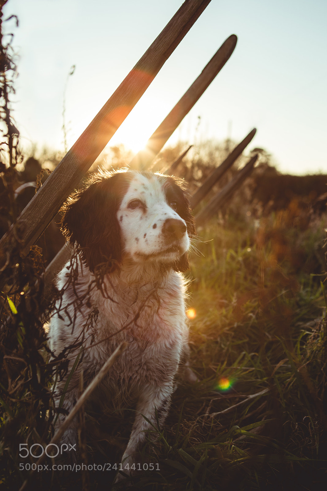 Canon EOS 6D Mark II sample photo. Good doge. photography
