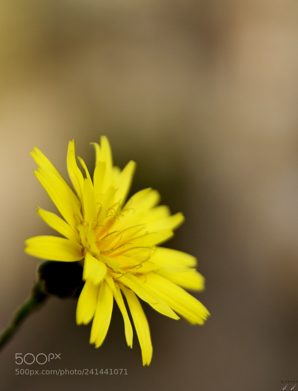 Nikon D3100 sample photo. The humble and banal photography