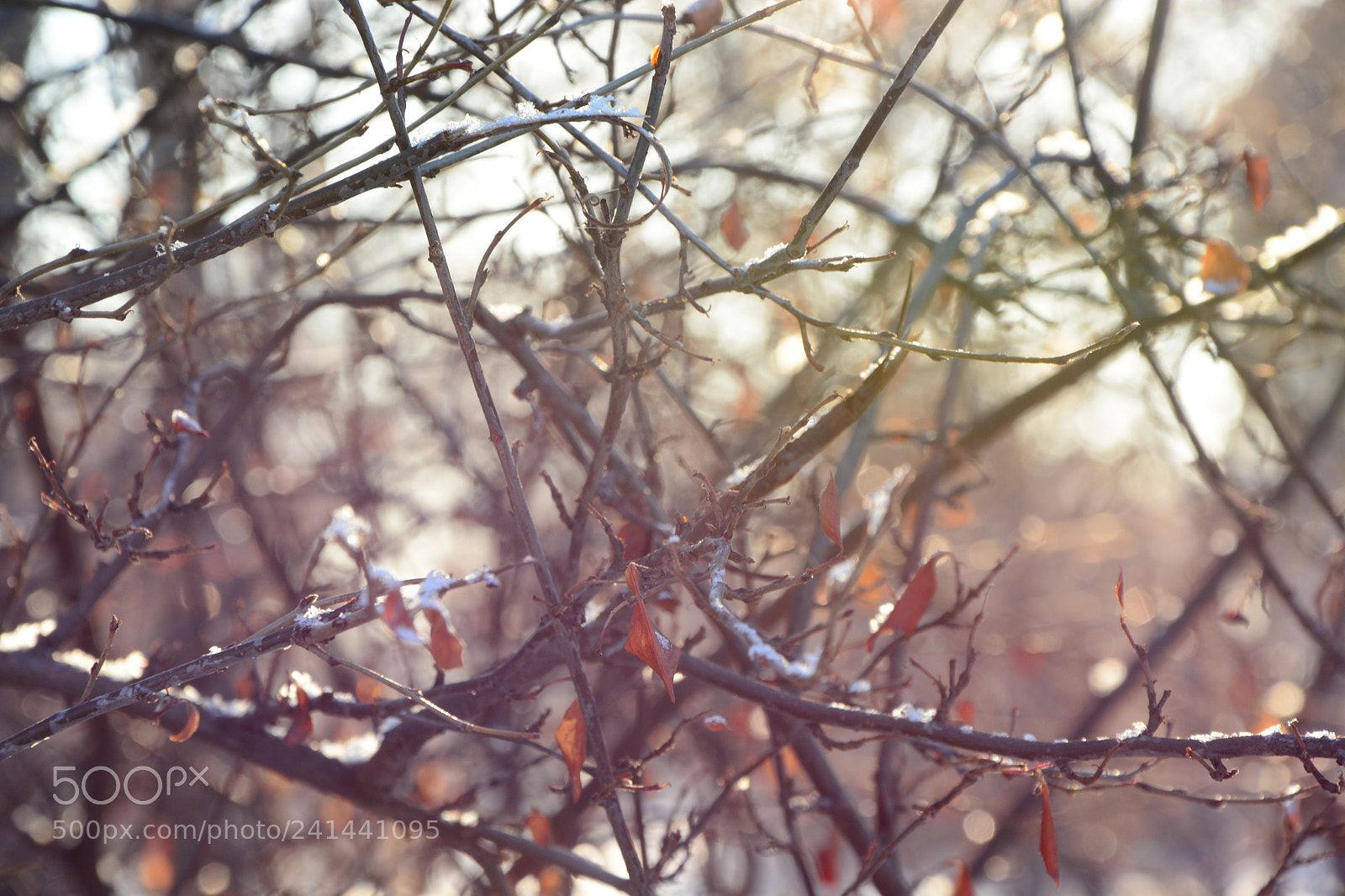 Nikon D7100 sample photo. Beautiful branches in winter photography