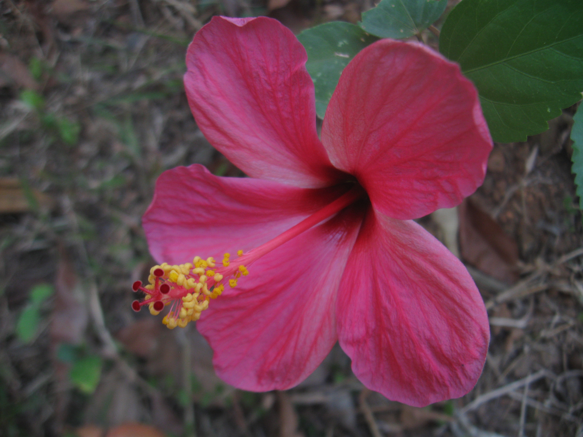 Canon PowerShot A580 sample photo. Hibiscus photography