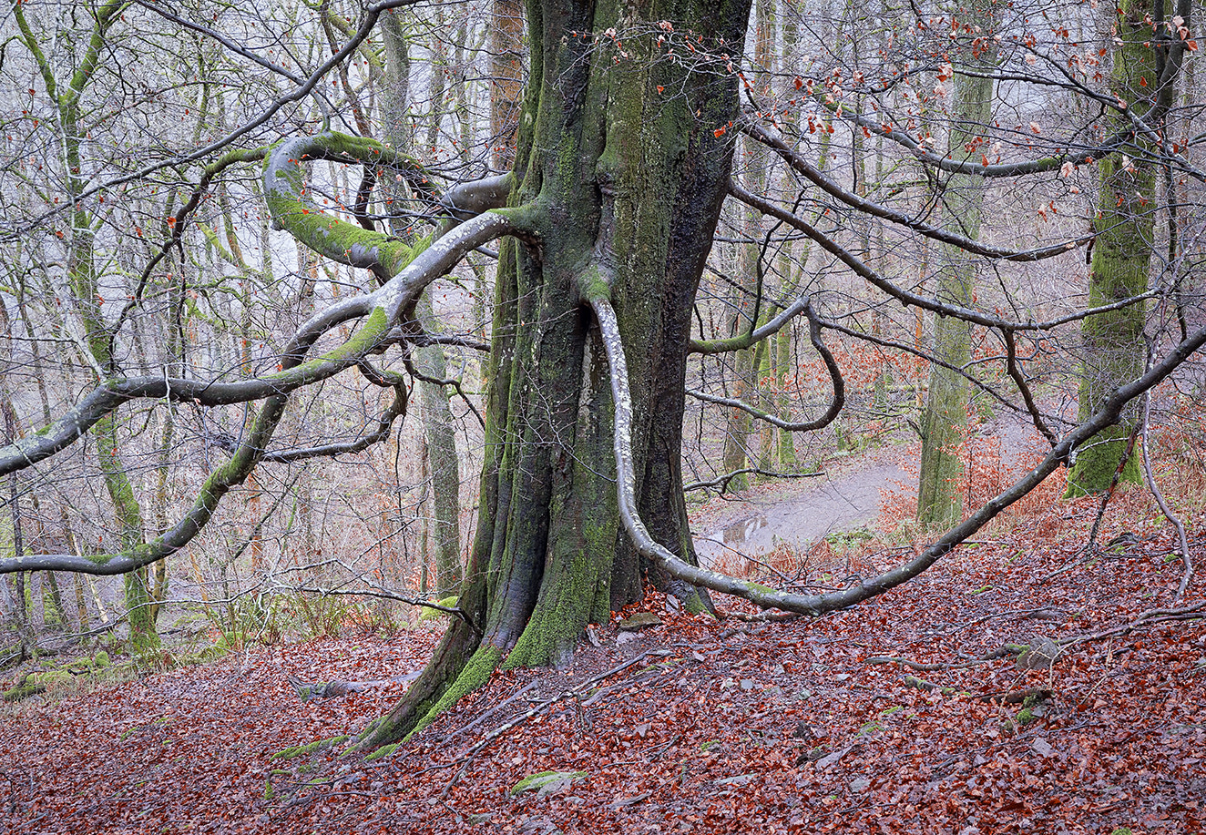 Leica TL2 sample photo. Octopus tree photography