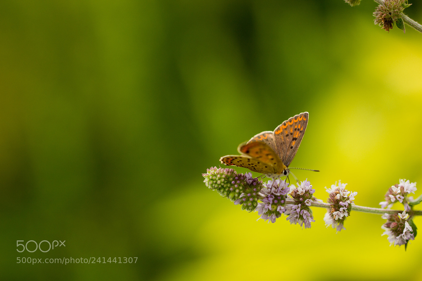 Canon EOS 60D sample photo. Papilloner photography