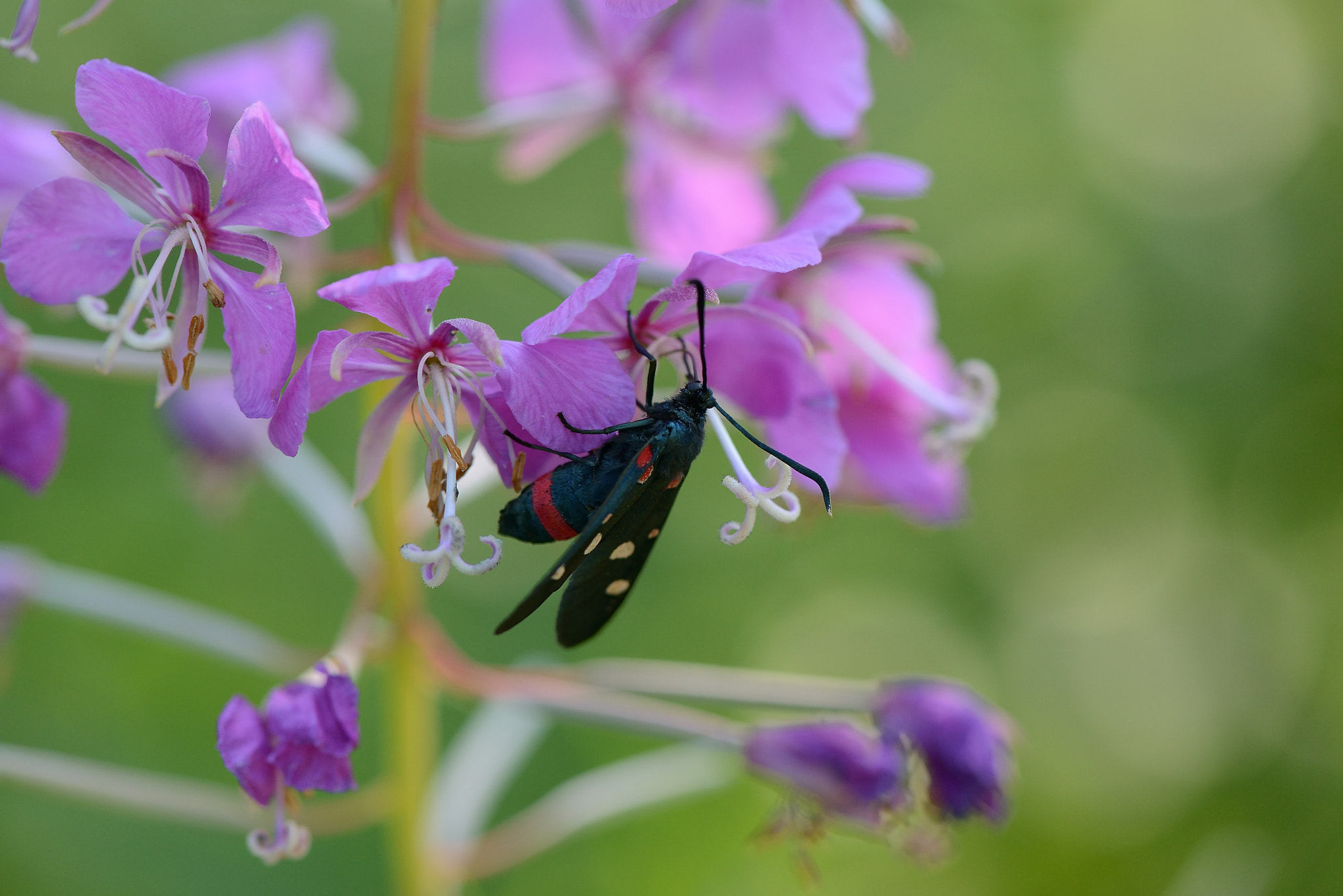 Nikon AF-S Micro-Nikkor 105mm F2.8G IF-ED VR sample photo. Zygaena ephialtes.Пестрянка изменчивая. photography