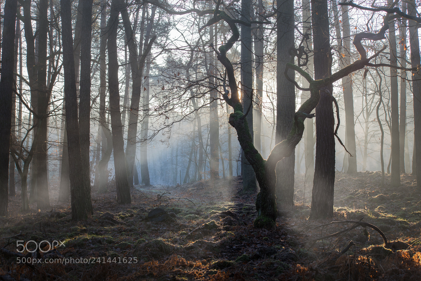 Sony a7R sample photo. Untitled photography
