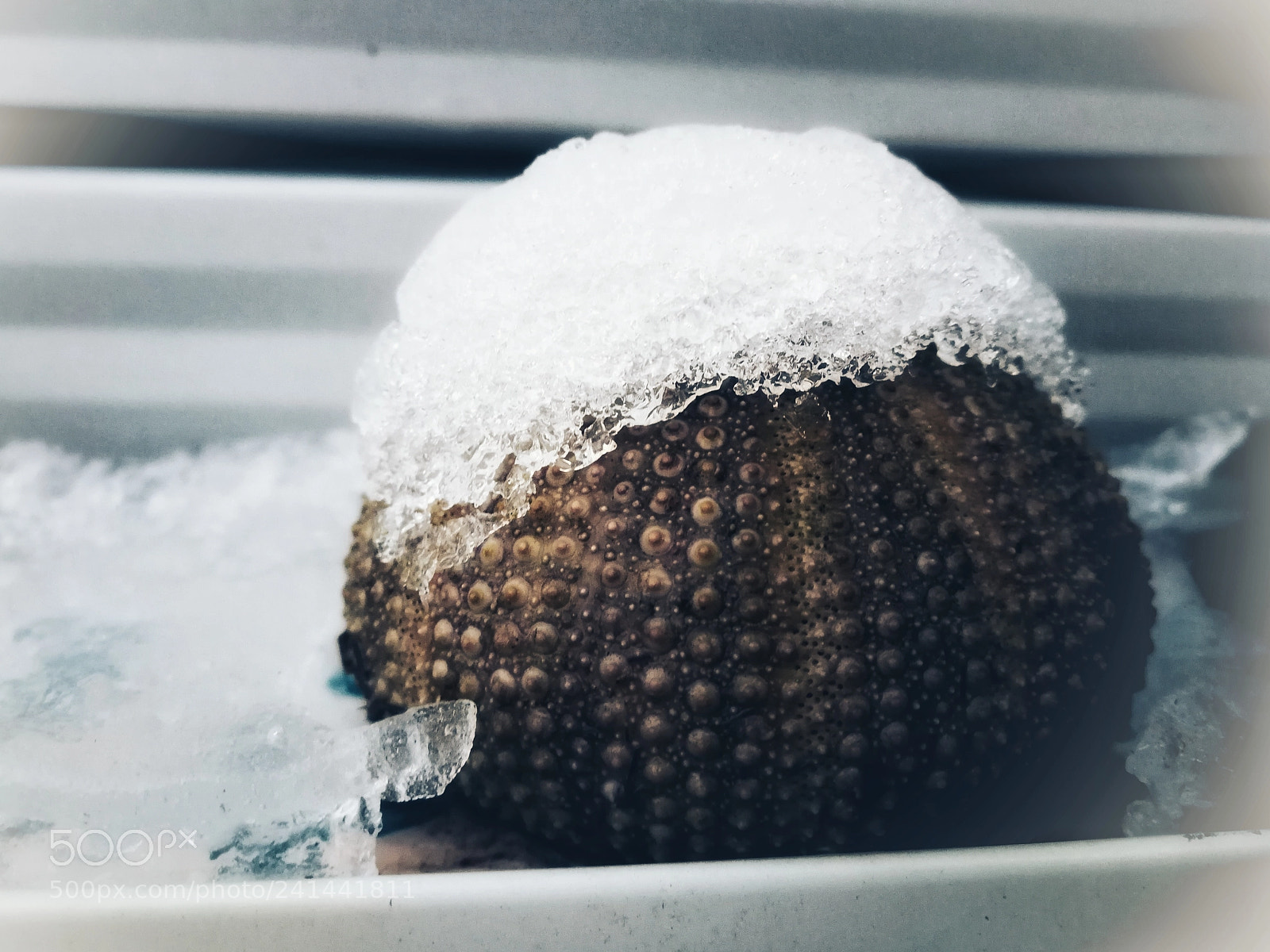 HUAWEI P10 sample photo. Combination of winter and photography