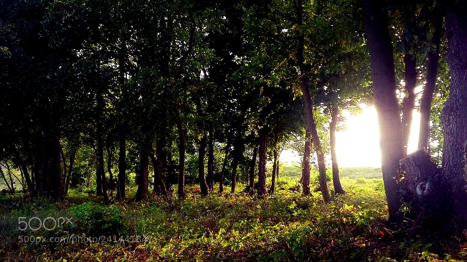 Samsung Galaxy Grand Prime sample photo. Untitled photography