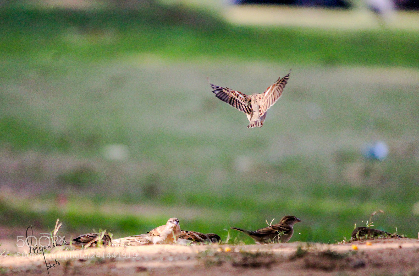Canon EOS 1200D (EOS Rebel T5 / EOS Kiss X70 / EOS Hi) sample photo. Lone rangey in the photography