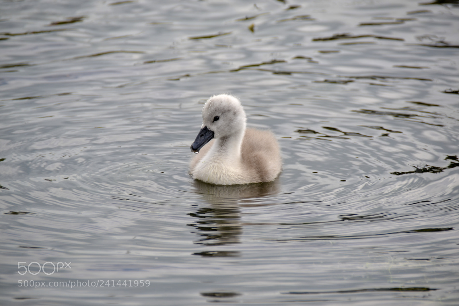 Nikon D3100 sample photo. Cute cygnet photography