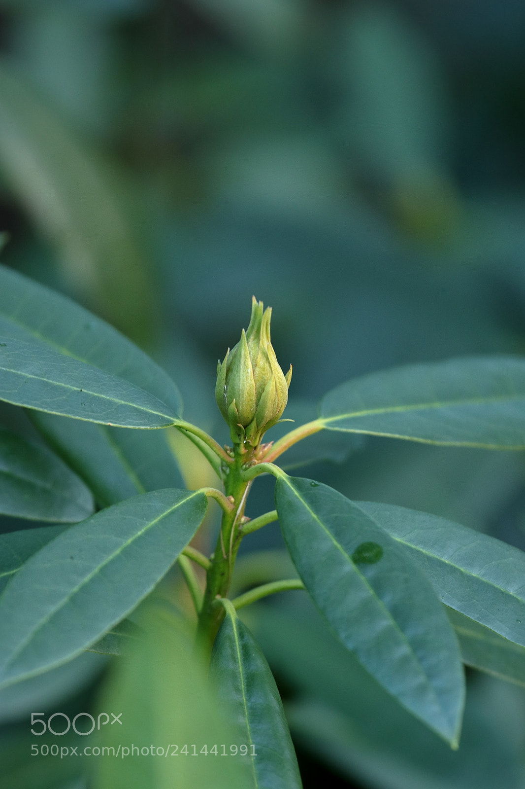 Canon EOS 800D (EOS Rebel T7i / EOS Kiss X9i) sample photo. Raindrop photography