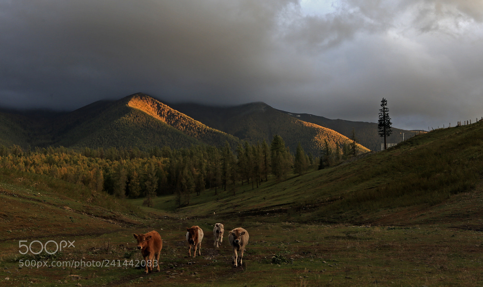 Canon EOS-1D X sample photo. Back home at dusk photography