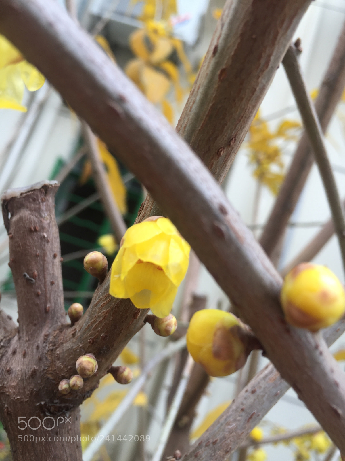 Apple iPhone 6 Plus sample photo. 梅花香自苦寒--小寒 photography