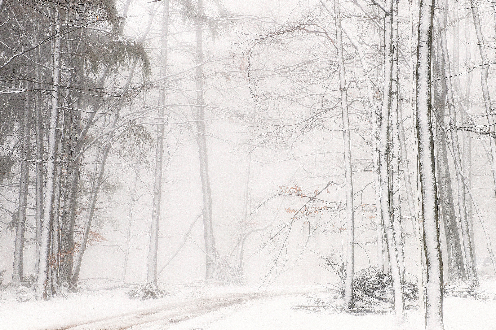 Nikon D850 sample photo. Winter photography
