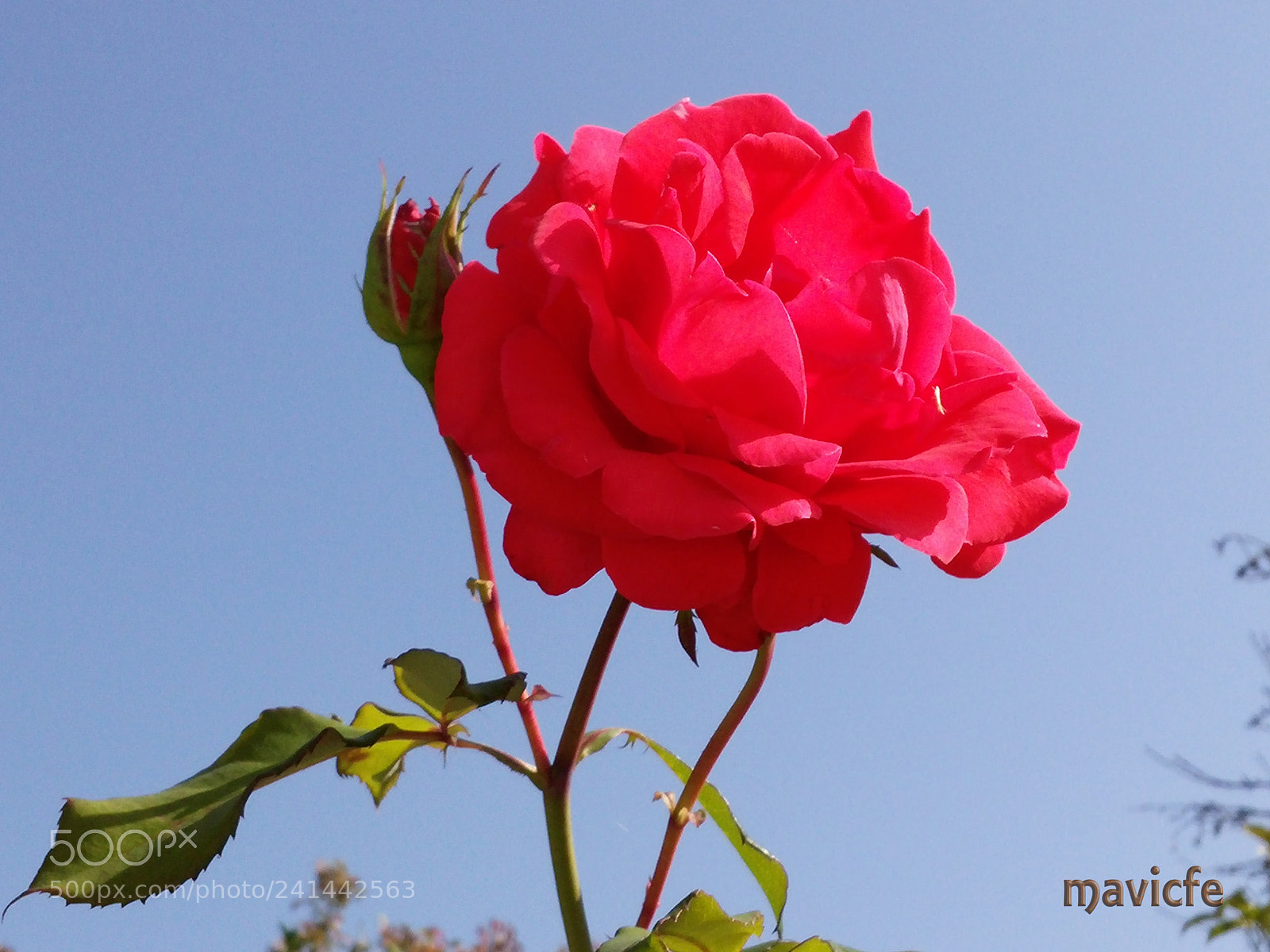 LG G3 sample photo. Red rose under the photography