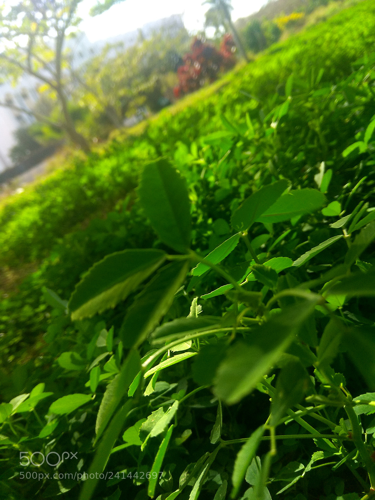Xiaomi Redmi Note 4 sample photo. Untitled photography