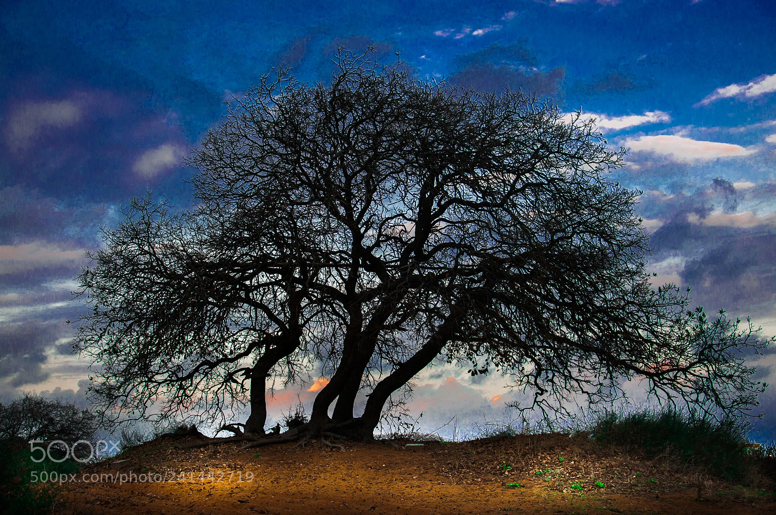 Nikon D90 sample photo. Lonley tree photography
