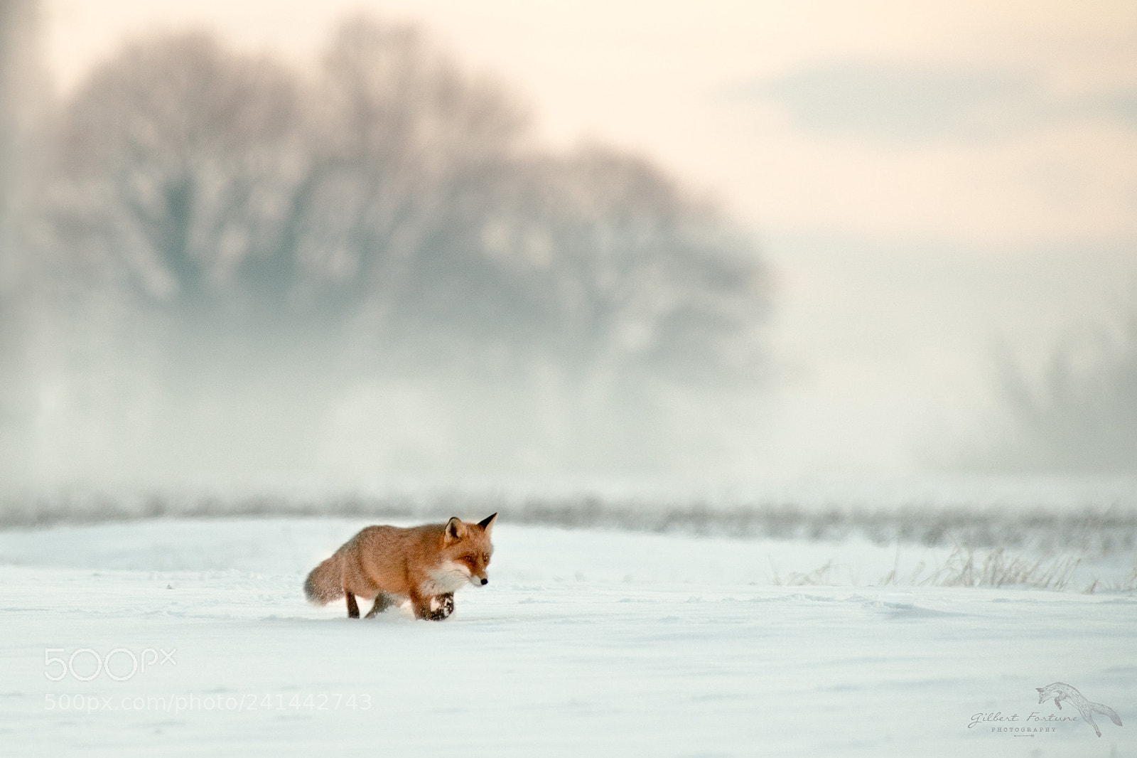 Nikon D5 sample photo. Ambiance hivernale photography
