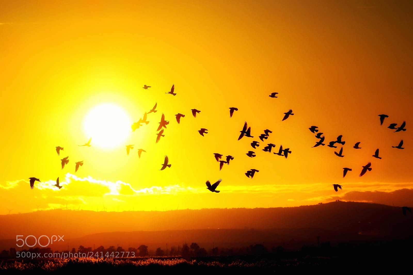 Olympus OM-D E-M1 Mark II sample photo. A flight at sunset. photography