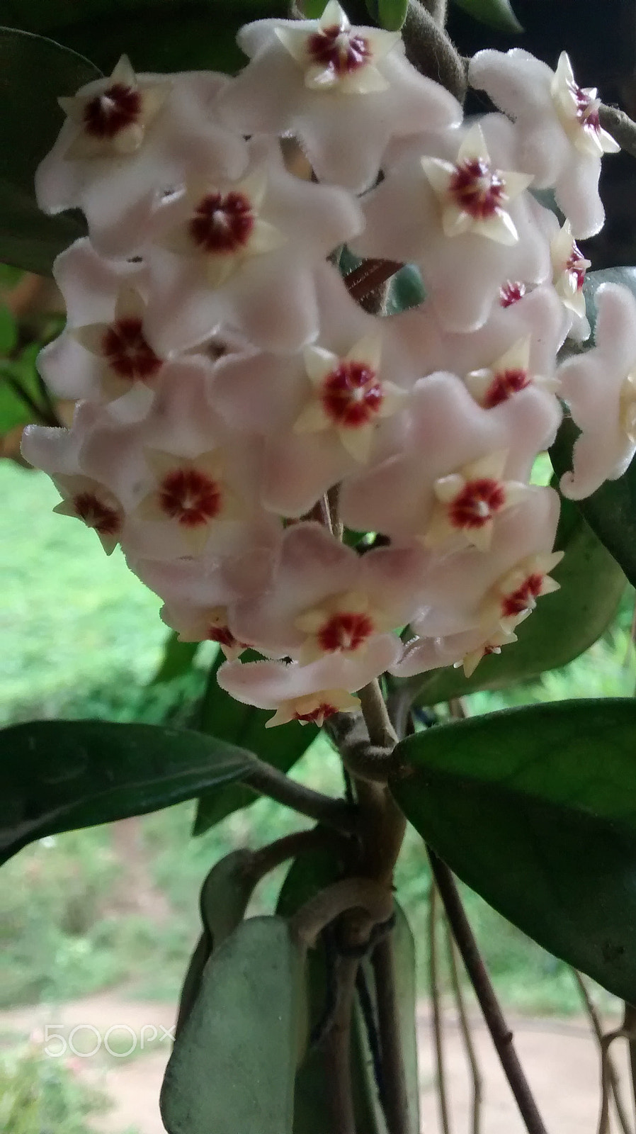 Motorola Moto G (1st Gen) sample photo. Flor01.jpg photography