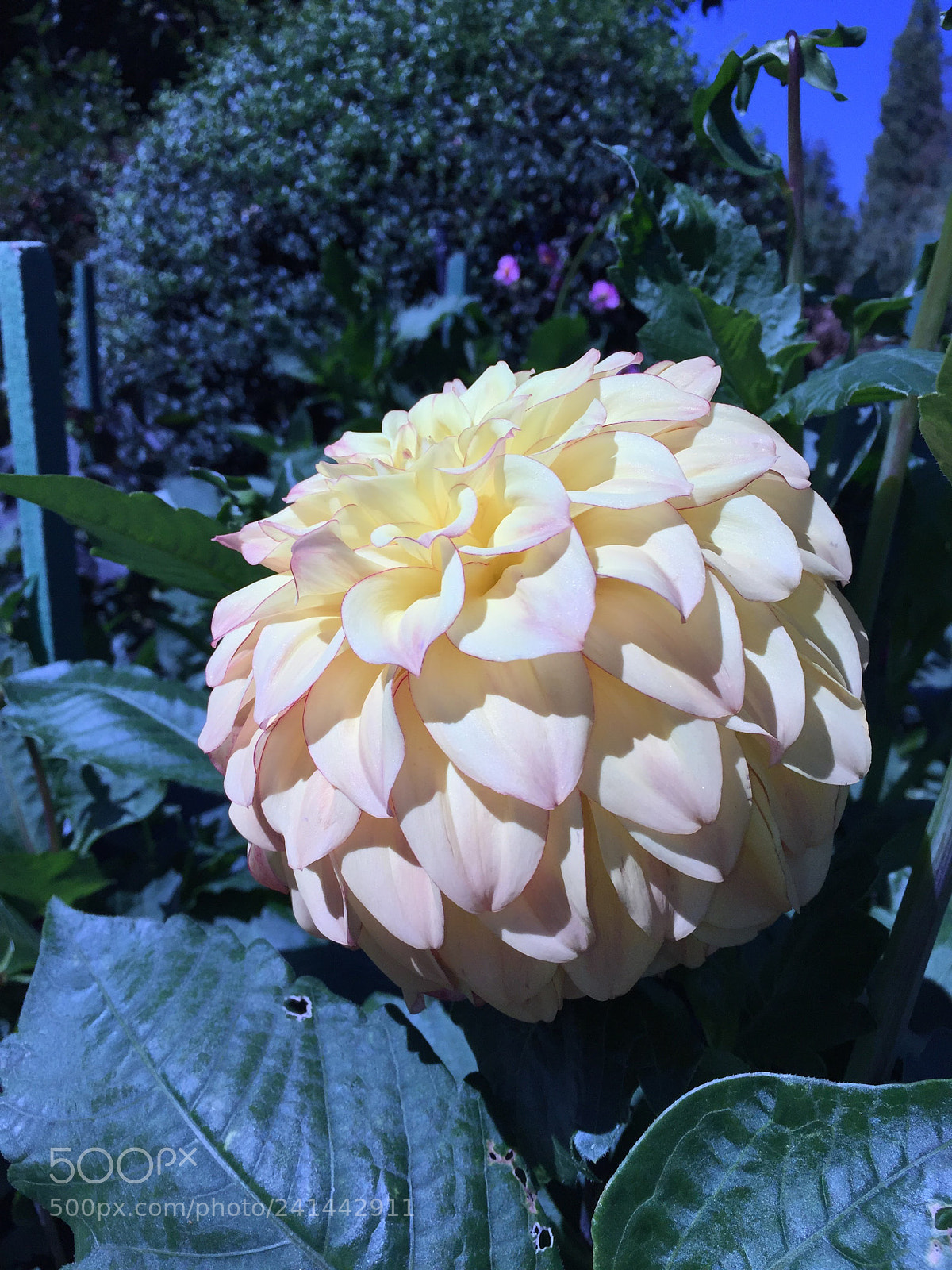 Apple iPhone 6 sample photo. Found in butchart gardens photography