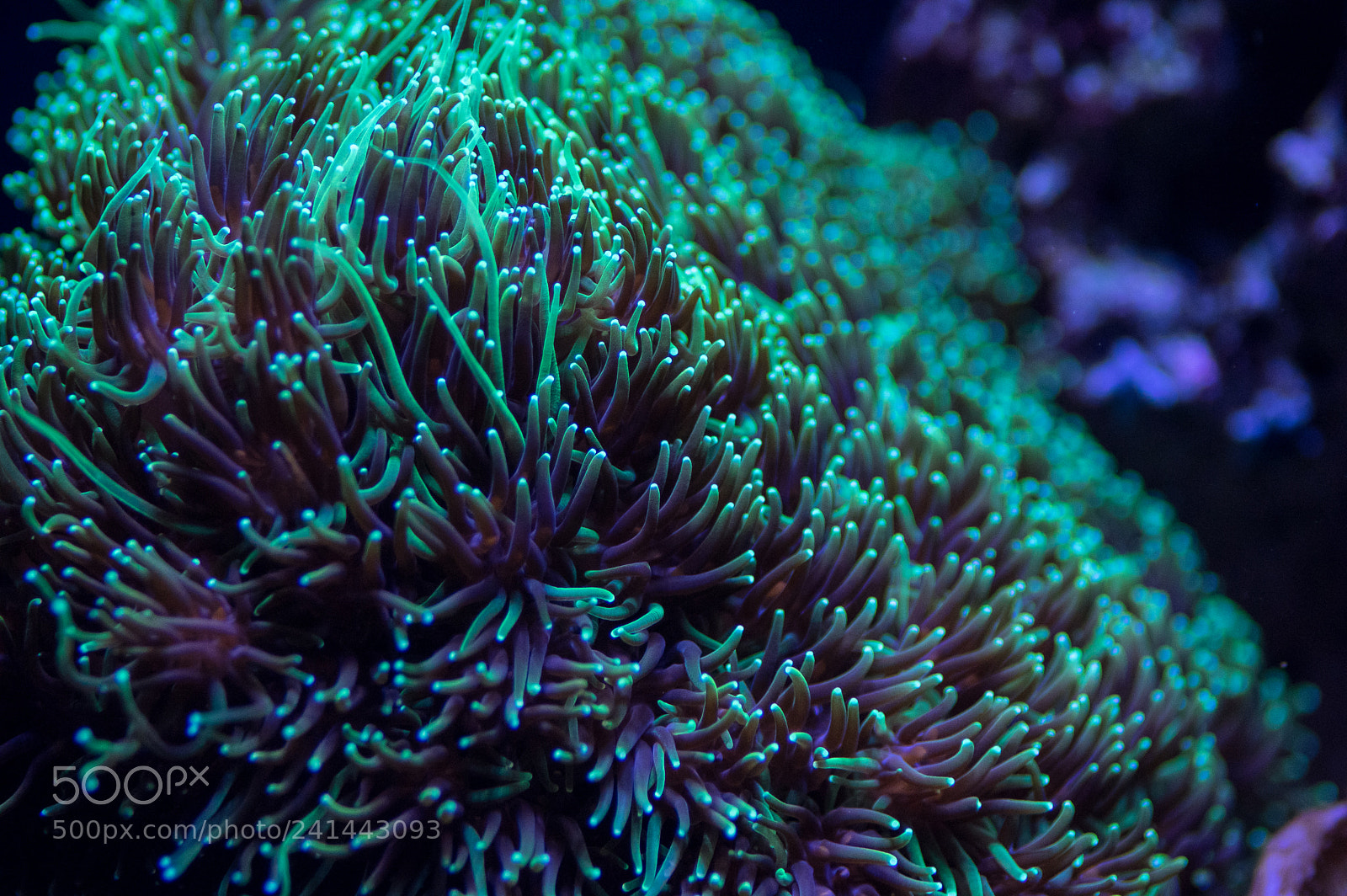Pentax K-3 sample photo. Marine plants photography