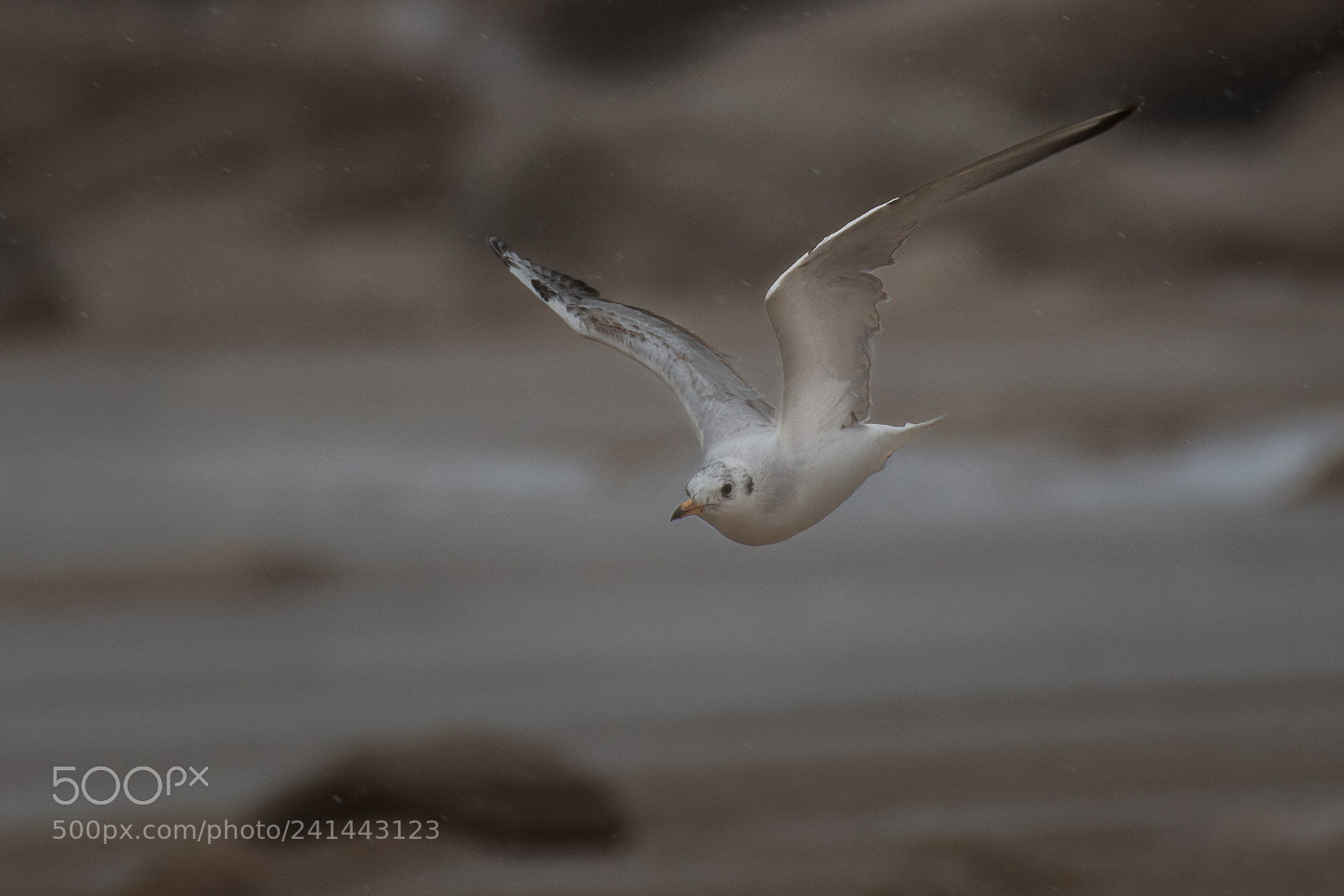 Nikon D500 sample photo. Black-headed gull (2) photography