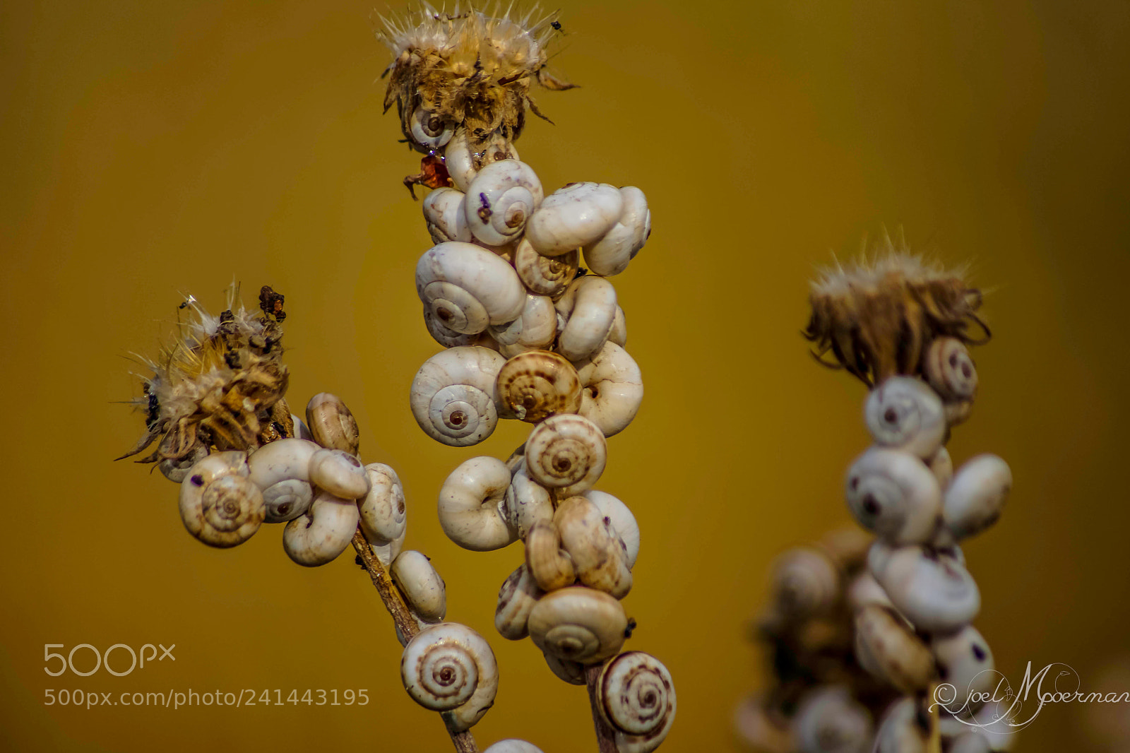 Sony SLT-A77 sample photo. Table of snails ! photography