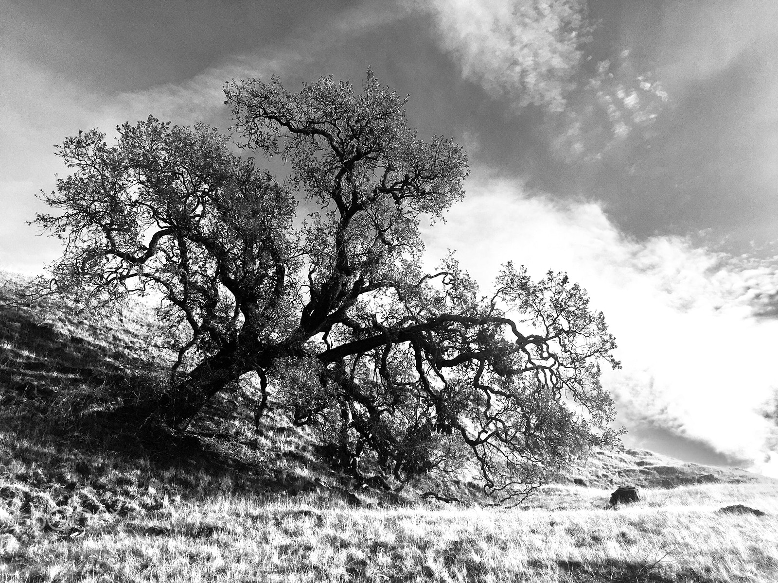 Apple iPhone 6 Plus sample photo. “leaning tree” photography