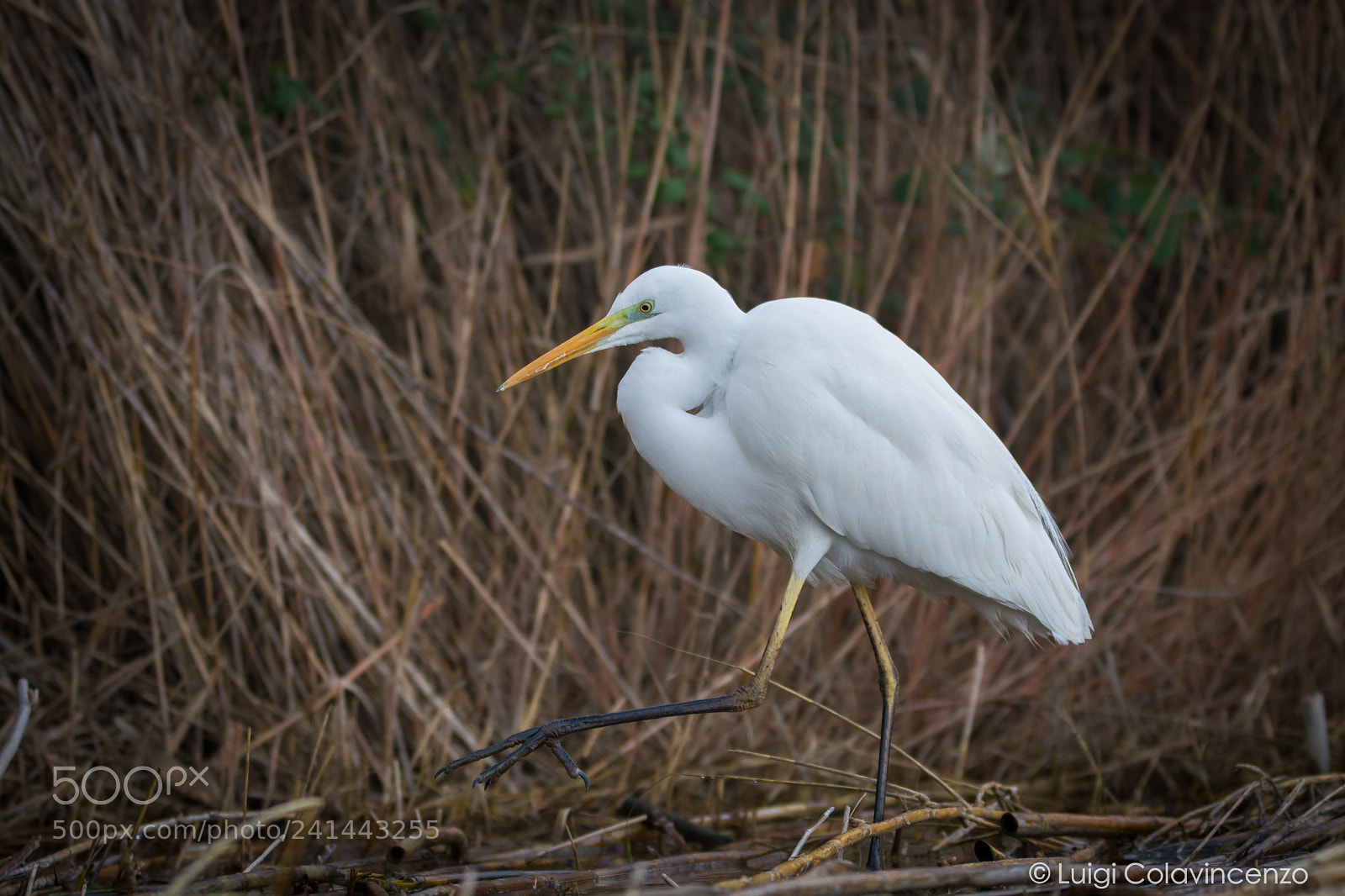 Nikon D7100 sample photo. The cautious walk photography