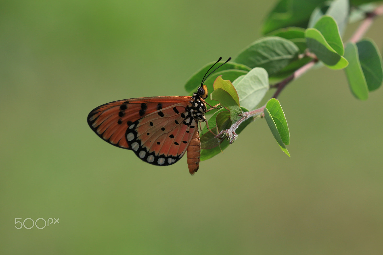 Sigma APO Macro 150mm f/2.8 EX DG HSM sample photo. Butterfly photography