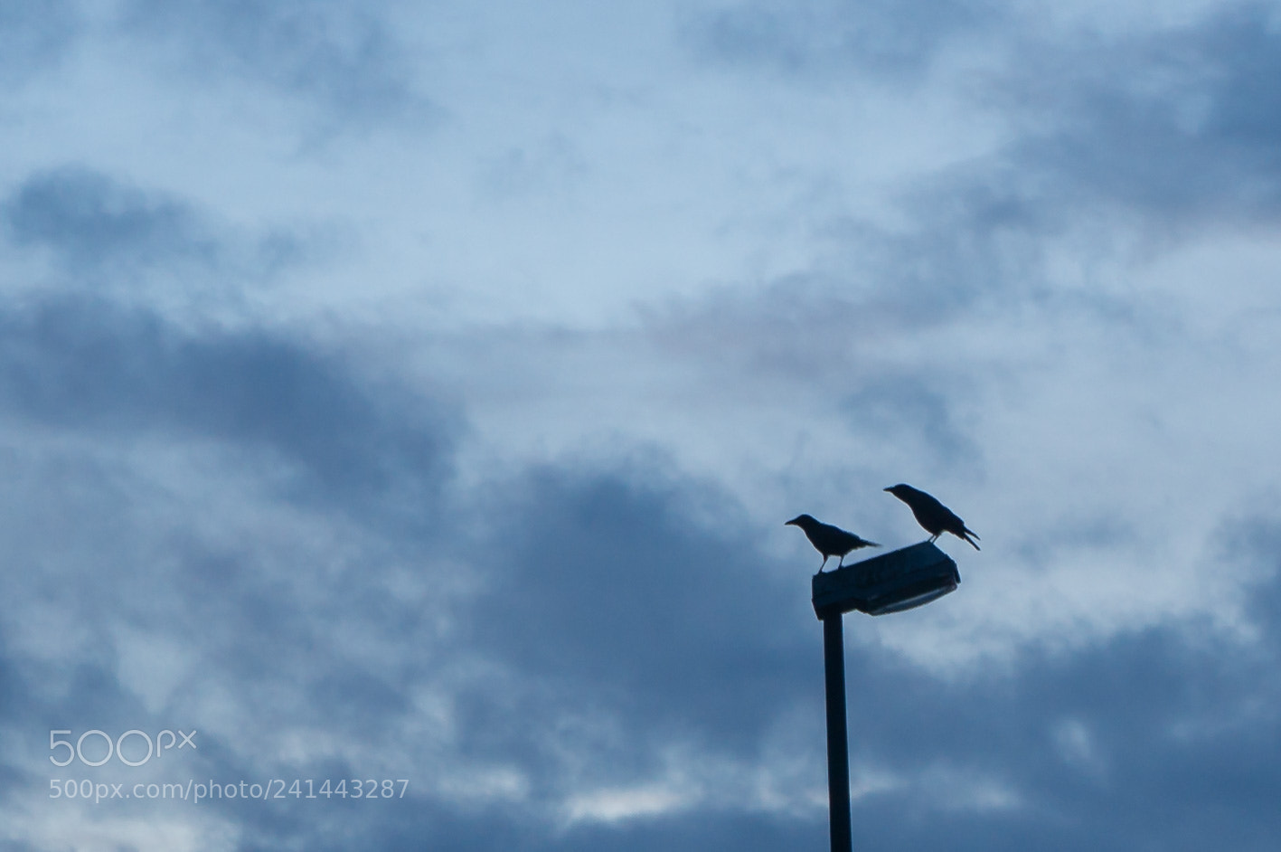 Sony Alpha NEX-6 sample photo. Two birds photography