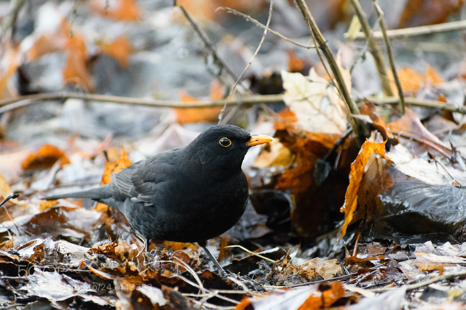 Nikon D500 sample photo. Blackbird among the dead photography