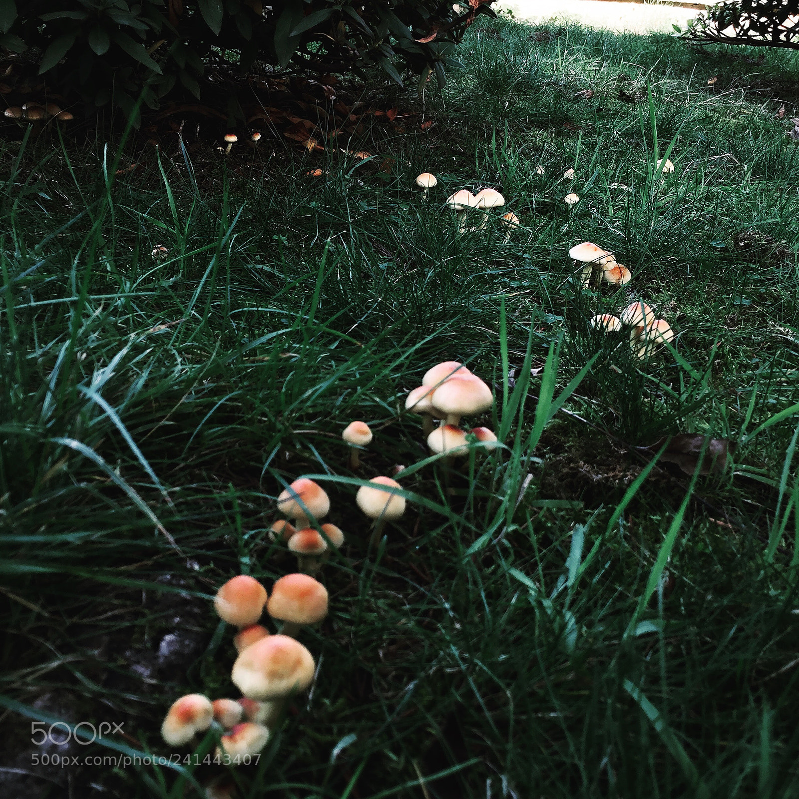 Apple iPhone 6 sample photo. #smurfs photography