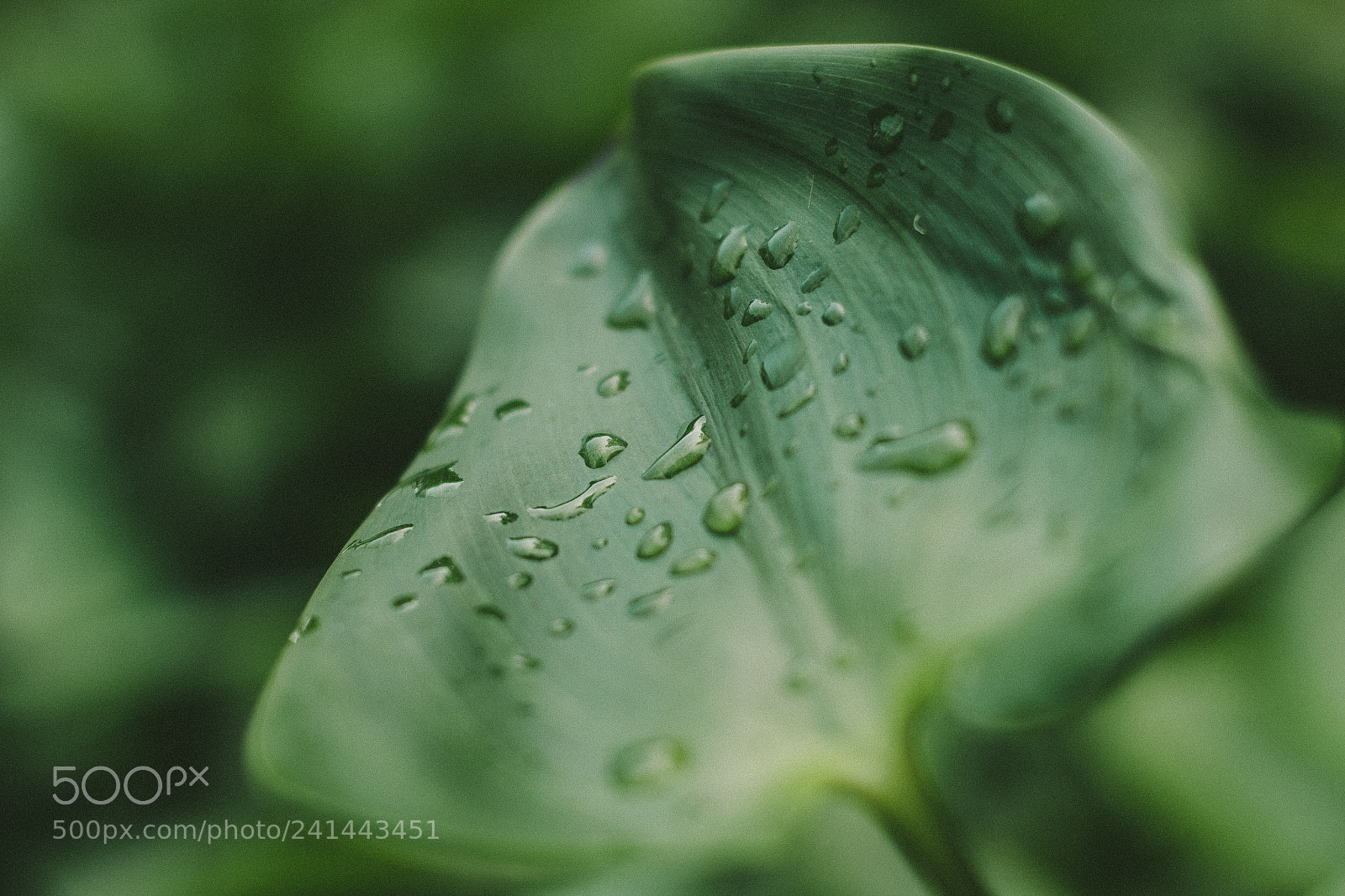 Canon EOS 1200D (EOS Rebel T5 / EOS Kiss X70 / EOS Hi) sample photo. Rainy morning photography