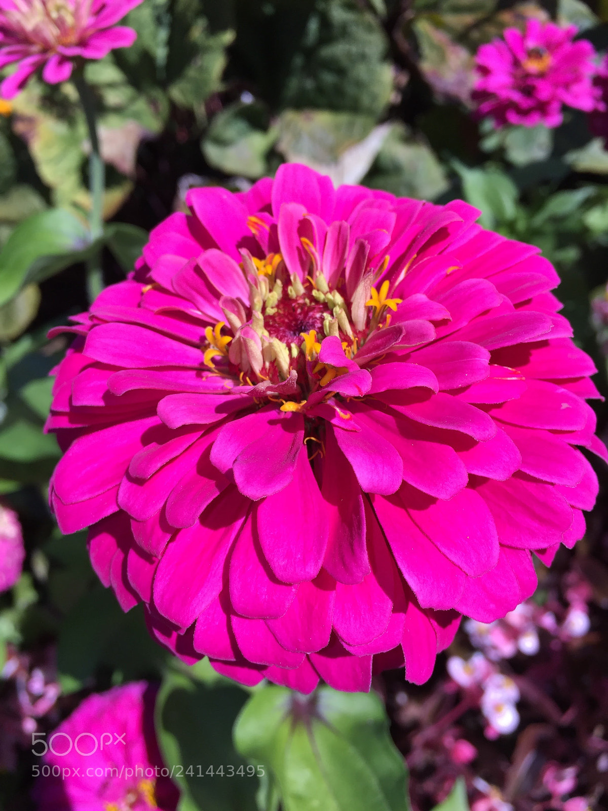 Apple iPhone 6 sample photo. Bright and healthy photography
