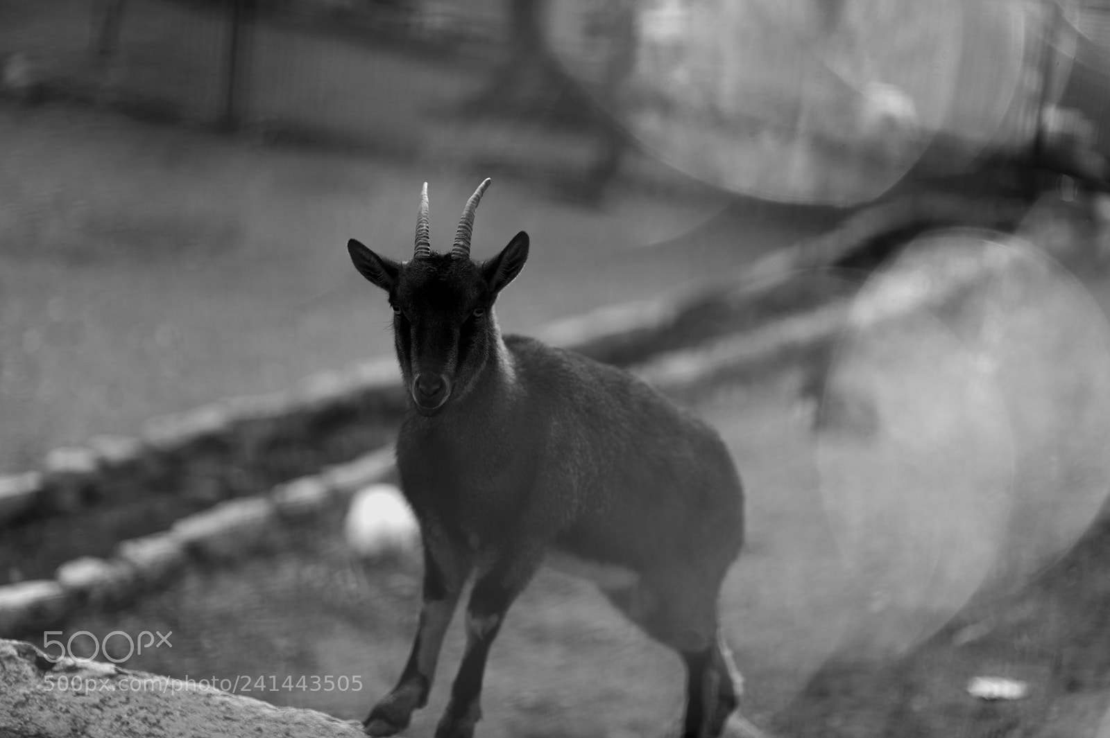 Nikon D700 sample photo. Goat gaze photography