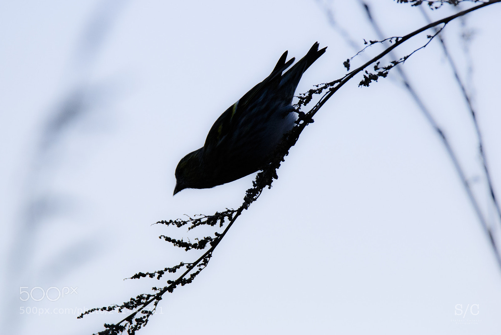 Nikon D80 sample photo. Bird photography