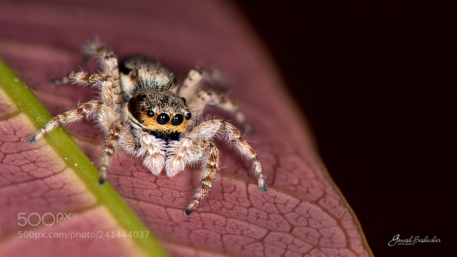 Nikon D7100 sample photo. Jumping spider photography