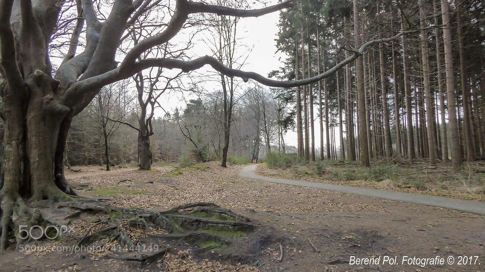 Panasonic Lumix DMC-ZS50 (Lumix DMC-TZ70) sample photo. Winterbos photography