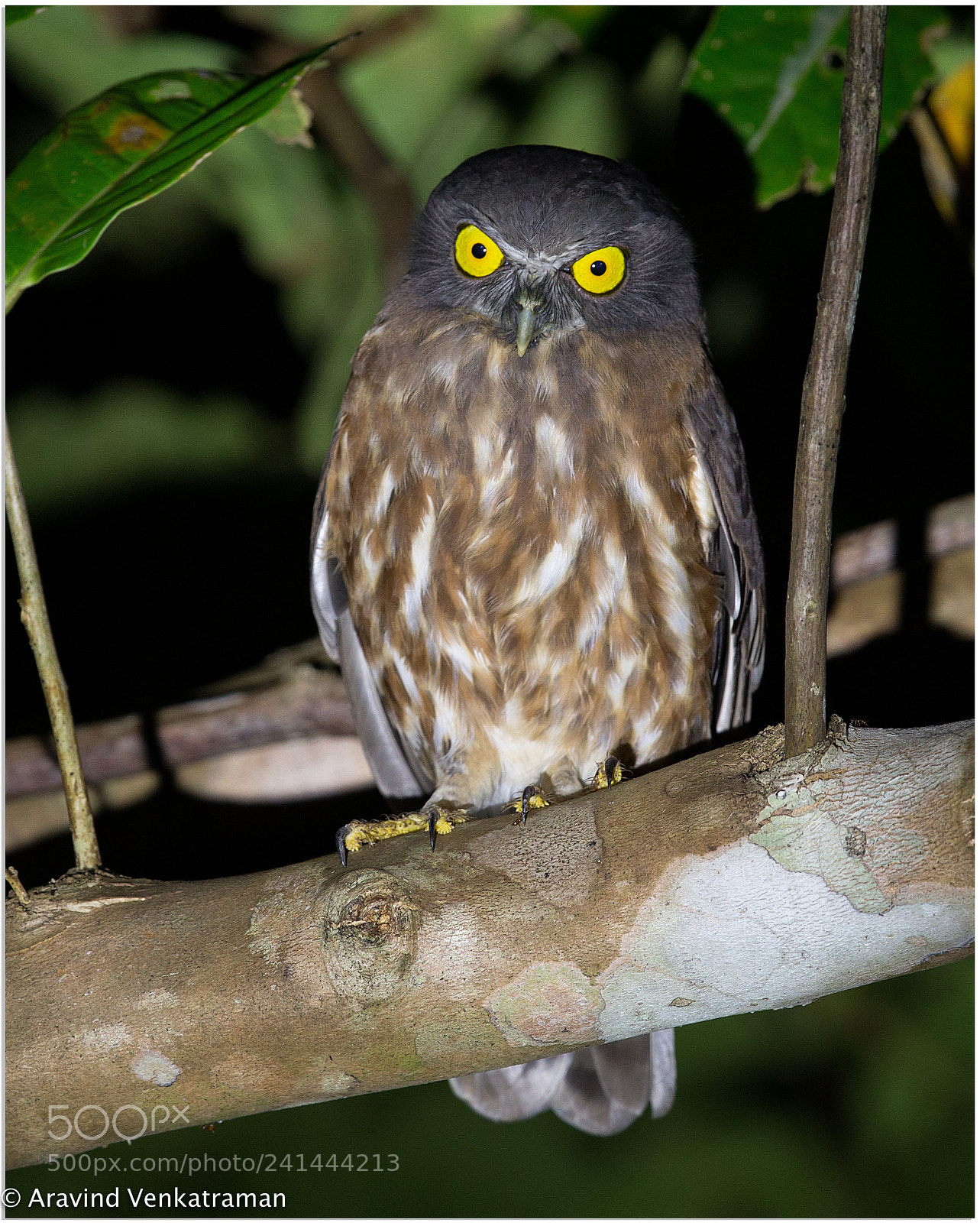 Canon EOS-1D X sample photo. Andaman hawk owl photography