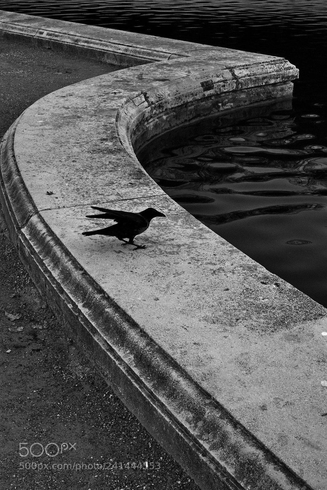 Fujifilm X-T2 sample photo. The crow i photography