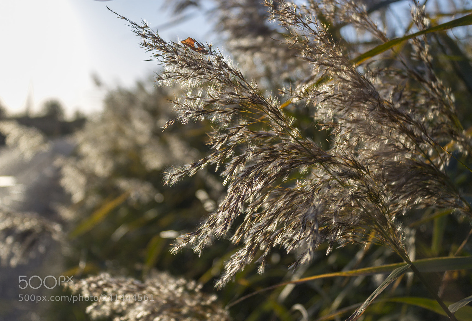 Canon EOS 1100D (EOS Rebel T3 / EOS Kiss X50) sample photo. Reeds of france photography