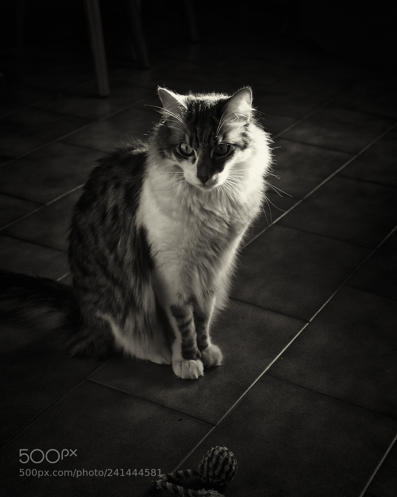 Nikon D7100 sample photo. Quiet photography