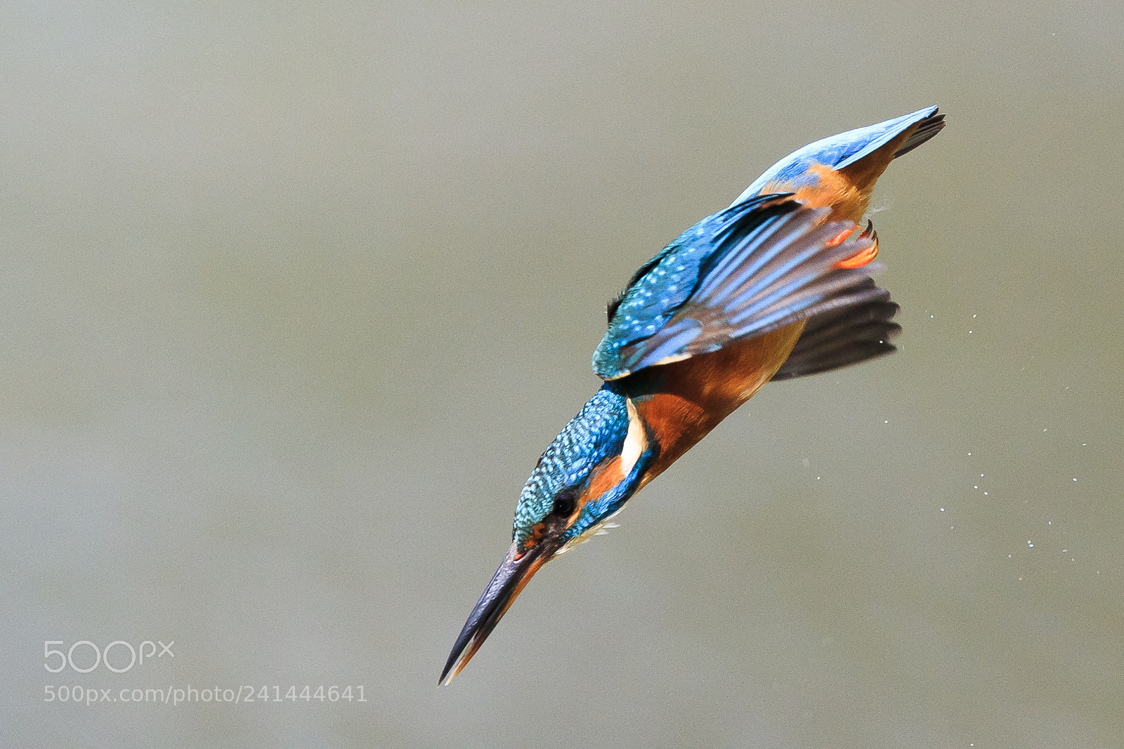 Canon EOS-1D X Mark II sample photo. 170411-8.jpg photography