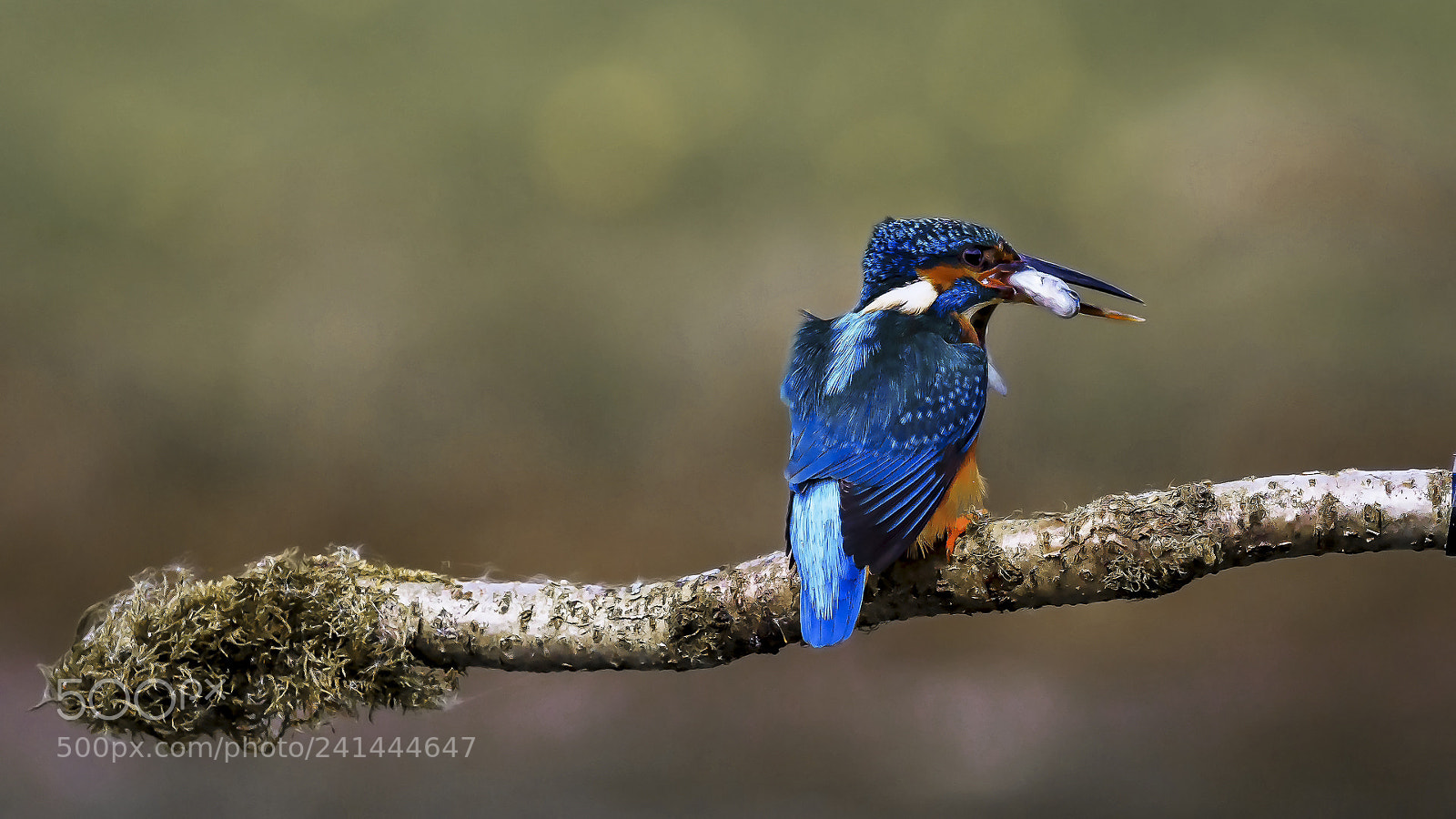 Canon EOS-1D X Mark II sample photo. 170411-10.jpg photography