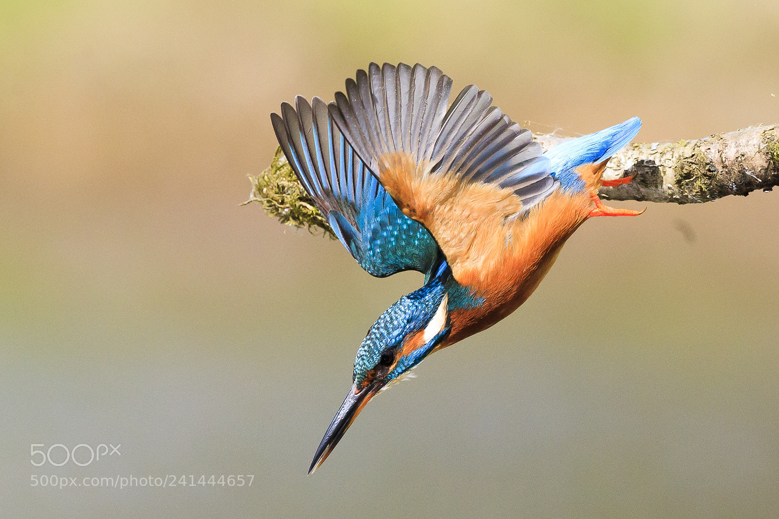 Canon EOS-1D X Mark II sample photo. 170411-9.jpg photography