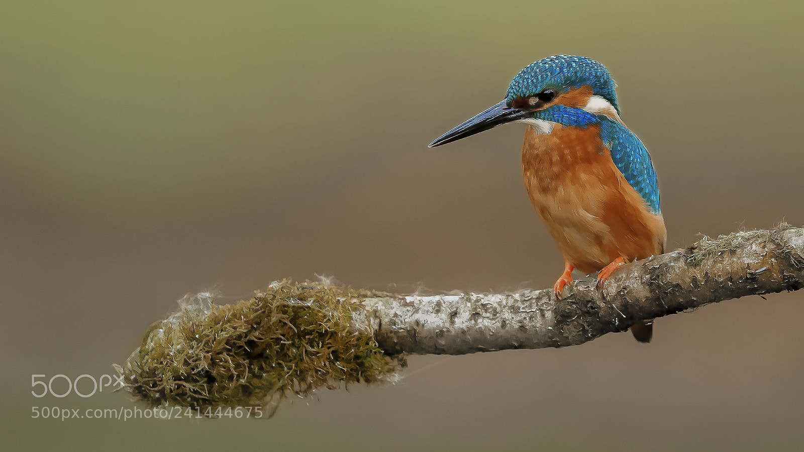 Canon EOS-1D X Mark II sample photo. 170411.jpg photography